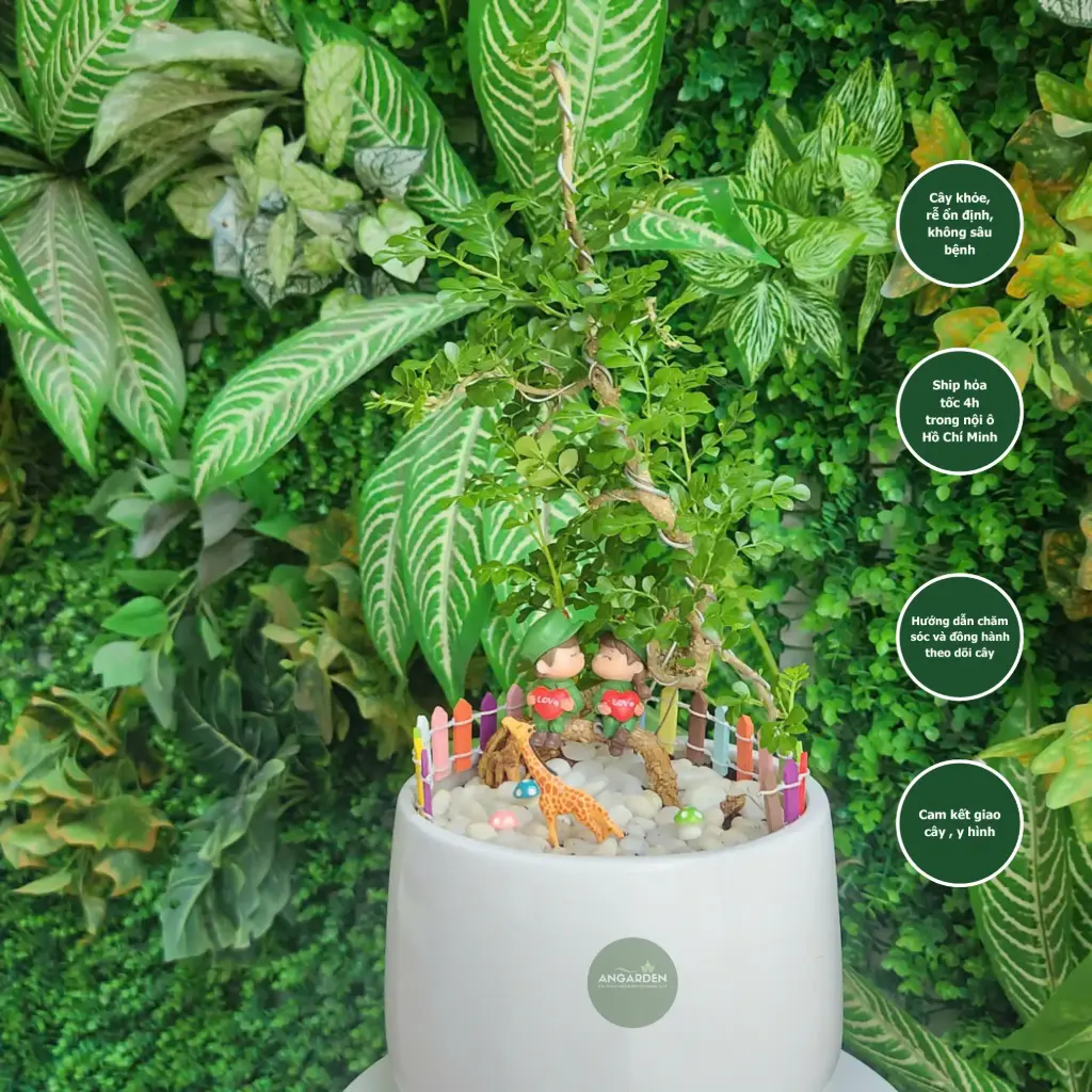 Cần thăng bonsai chậu sứ mix trang trí