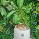 Cần thăng bonsai chậu sứ mix trang trí