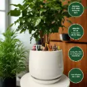 Hạnh phúc bonsai chậu sứ mix trang trí 