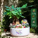 Kim ngân chậu sứ mix tiểu cảnh