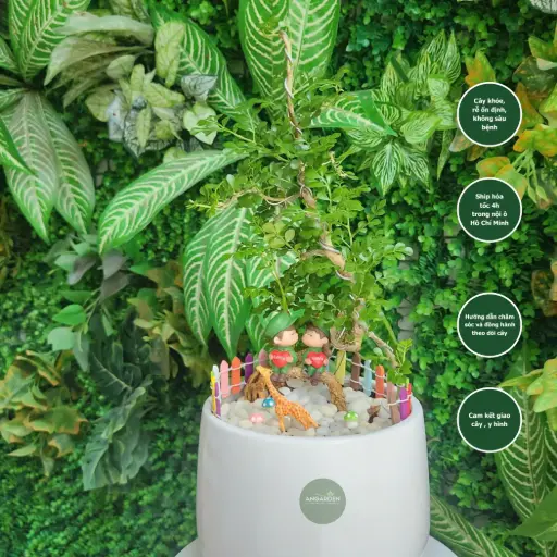 Cần thăng bonsai chậu sứ mix trang trí