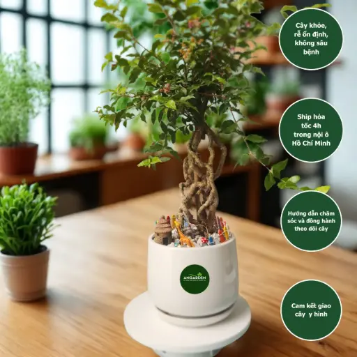 Hồng ngọc mai bonsai chậu sứ mix trang trí