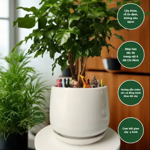 Hạnh phúc bonsai chậu sứ mix trang trí 